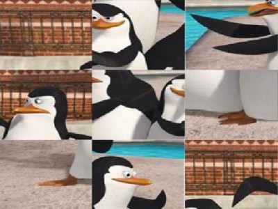 Penguin - Photo Puzzle