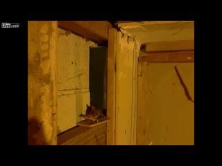 Два грызуна одним махом