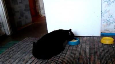 Кошка и каша