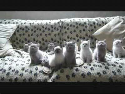 Котята  МеГаПаЗиТиВ !!!