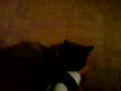 Кот извращенец!!!!