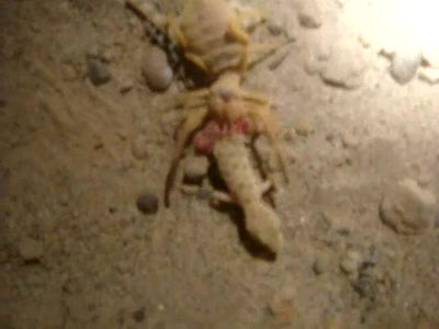 Camel spider