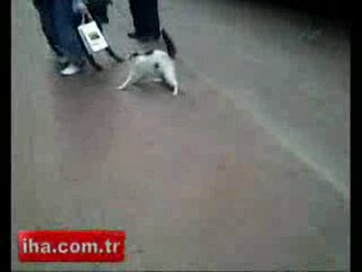 что нашло на "барсика"