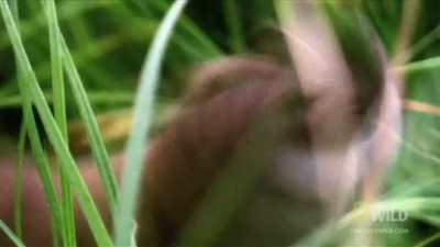 World's Deadliest - Stoat Hypnotizes Rabbit