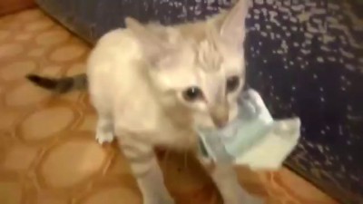 Отдай деньги