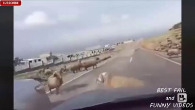 С наступающей пятницей!