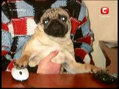 Украина мае талант 2 - Мопс Жорик (Киев)