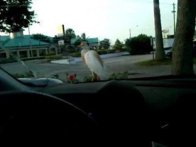 Пассажир у McDonalds