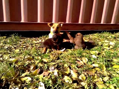 мамка убежала