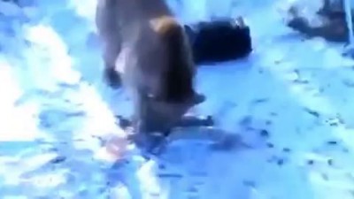 Медведь угнал автомобиль у охотников, Жесть!