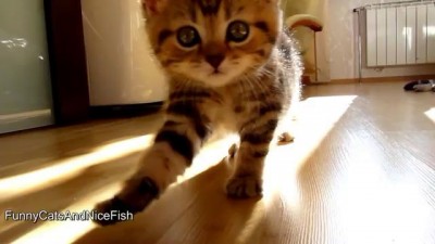 котопозивушки