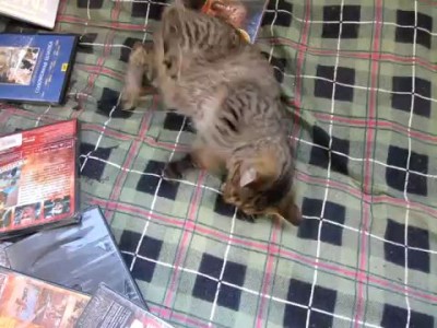 Эпилепсия у кошек.