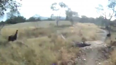 Встреча с эму