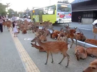 Horde of deer occupying the road at Nara. 奈良公園の鹿達、道路を占領して涼を取る