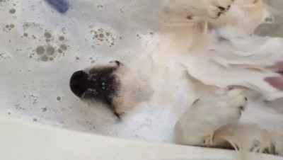 Моем собакена