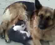 Собака сисю кошке давака