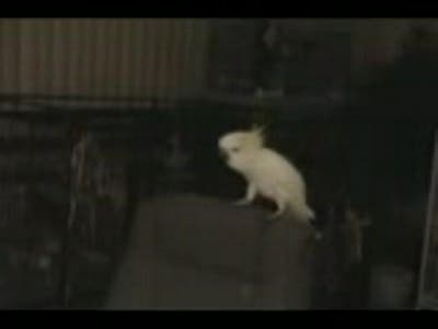 попугай отжыгает