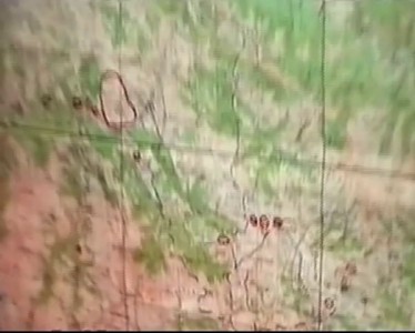 Грачи прилетели