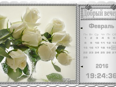 Розы белые
