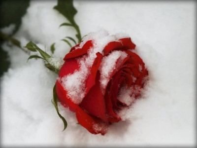 Роза на снегу