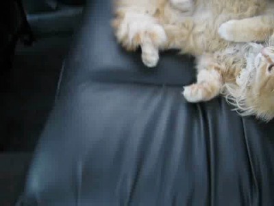 мы пылесосим авто 