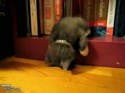 Спящий котенок