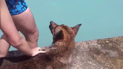 Собака - слюдьминыряка.