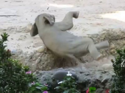 Ausrutscher von Baby Elefant Omysha - Zoo Zürich
