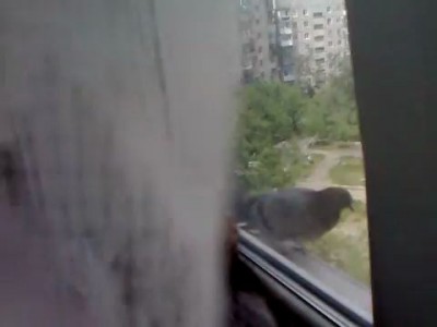 Смелый голубь