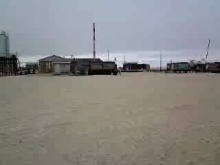 Медведь за теткой