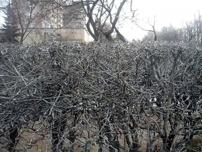 Весна пришла