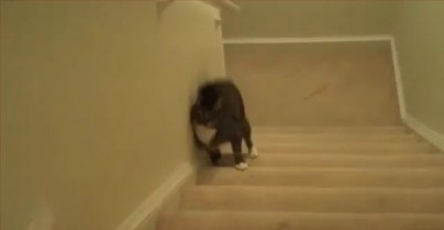 кот надрался