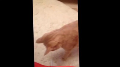 Как узнать что ваш кот связался с плохой компанией
