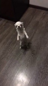 Самбасобака