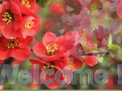 Весны цветенье