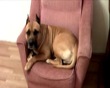 Собака БЫЧИТ