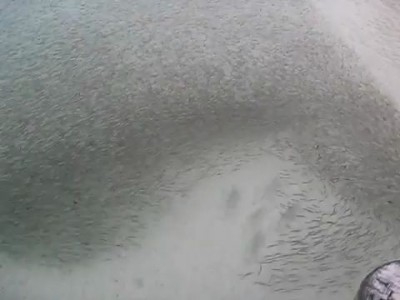 мелкая рыба спасается от акул