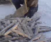 рыбалка под ямбургом