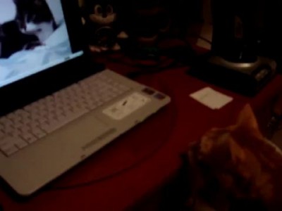 Реакция на говорящих котов 1