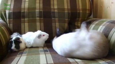 Охрененно большая мышь