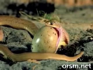 snake eating egg