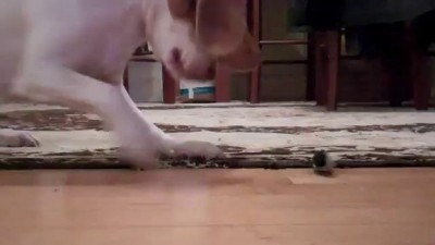 Собака-играка