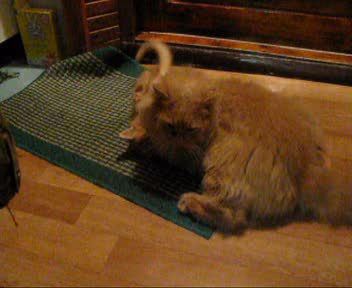 Коты - братья...