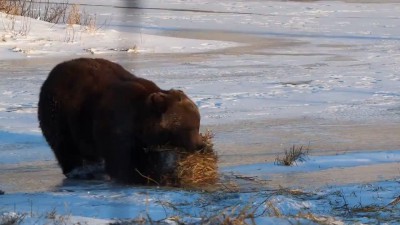 Свежую солому в берлоге постелю