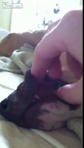 Крепкий сон собаки