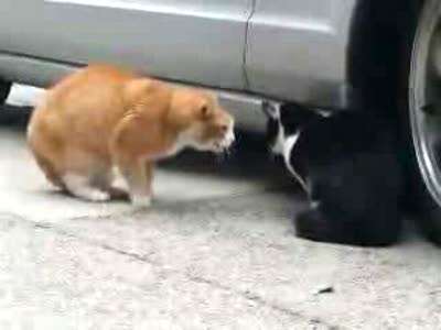 Коты ругаются
