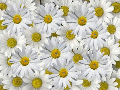 Ромашки