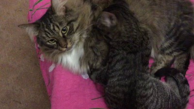 Персик ищет у Кота сиську