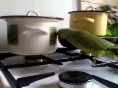 голодный поугай