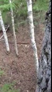 Bear & Man... Face to Face! {ORIGINAL VIDEO}